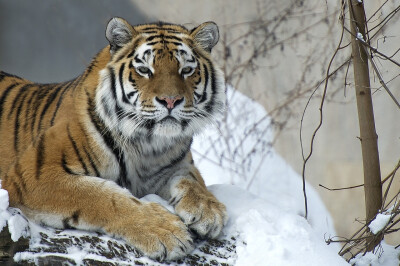 tiger老虎 大喵喵