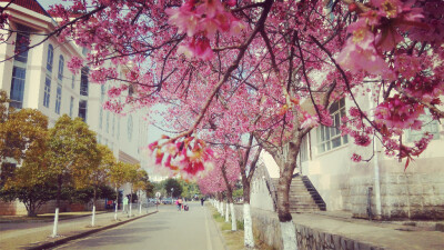 樱花，云南大学滇池学院