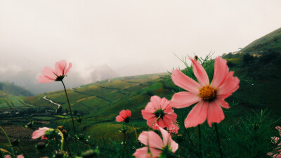 格桑花，香格里拉