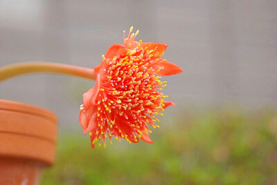 Haemanthus coccineus ，石蒜科虎耳兰属。