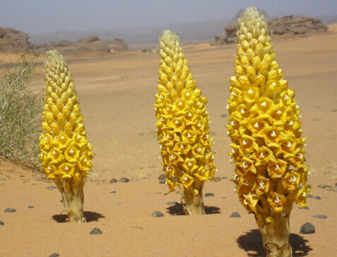 肉苁蓉 Cistanche deserticola ，列当科肉苁蓉属。寄生植物。