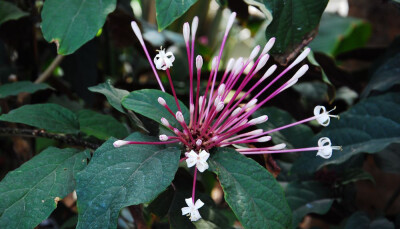 烟火树 Clerodendrum quadriloculare ，马鞭草科大青属。