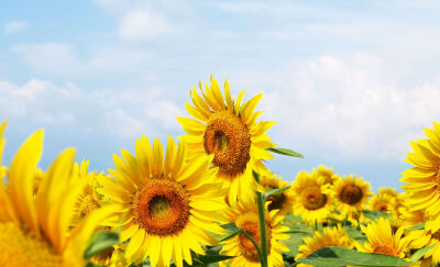 向日葵sunflower葵花规律自然定律向日葵花摄影图