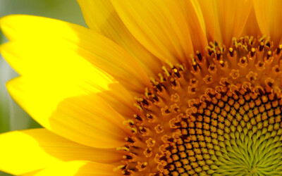 向日葵sunflower葵花规律自然定律向日葵花摄影图