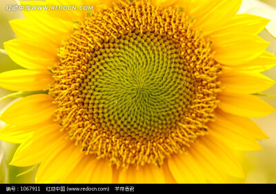 向日葵sunflower葵花规律自然定律向日葵花摄影图