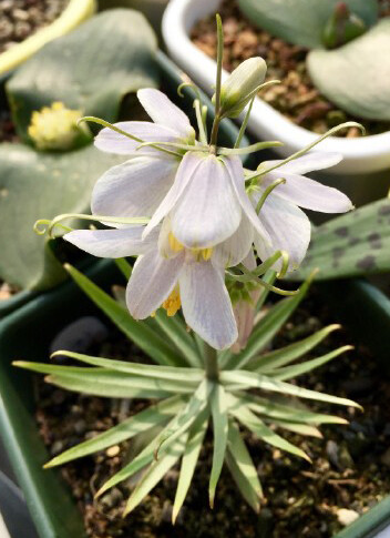 伊贝母（蓝花贝母）Fritillaria pallidiflora ，贝母属。