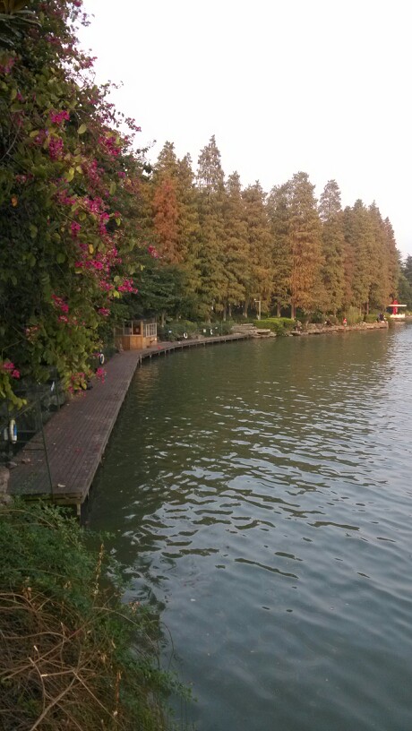 观漪桥岸观涟漪