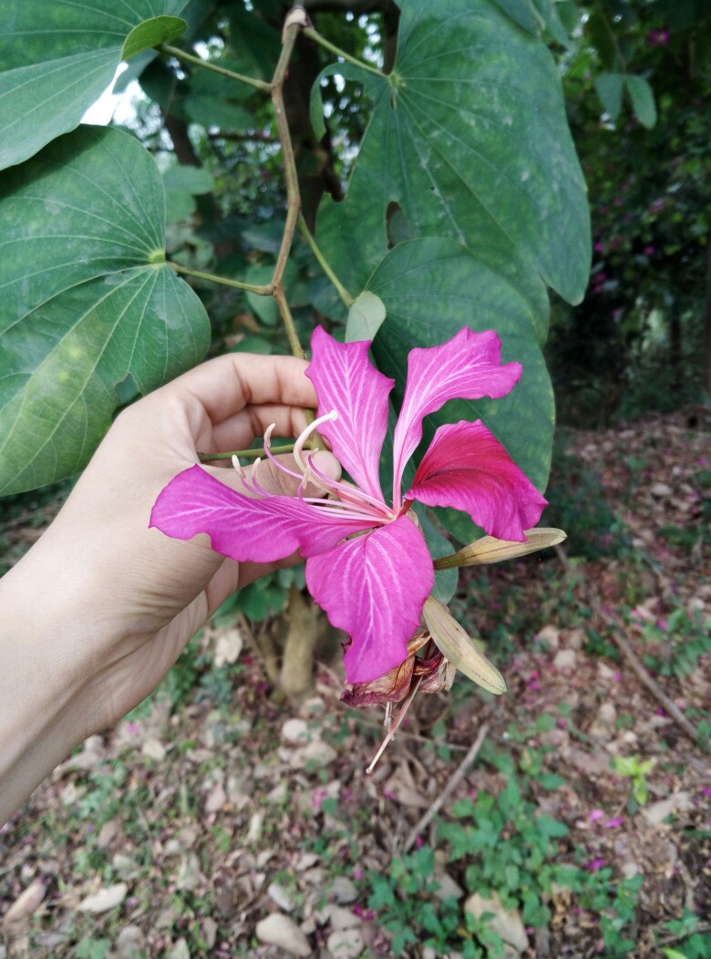 花花花