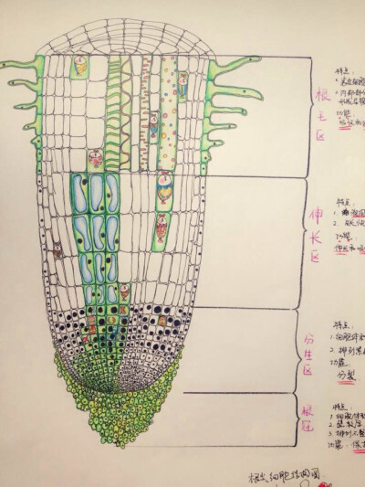 根尖细胞结构图。