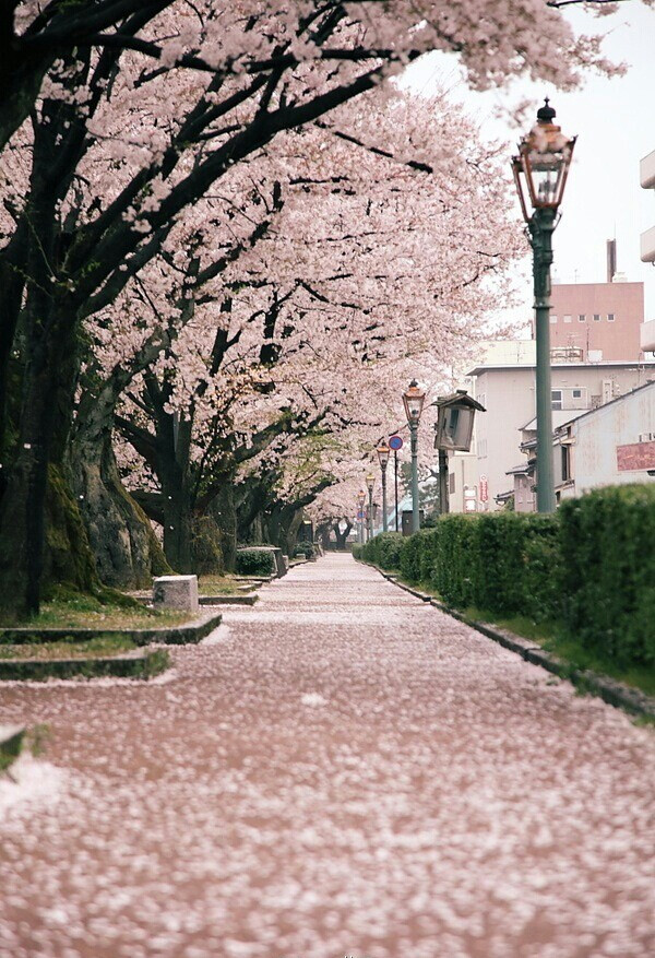 樱花小道