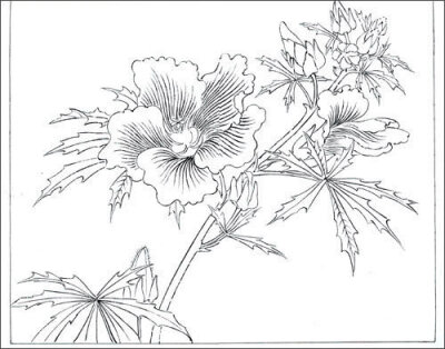 花卉，国画，白描线描
