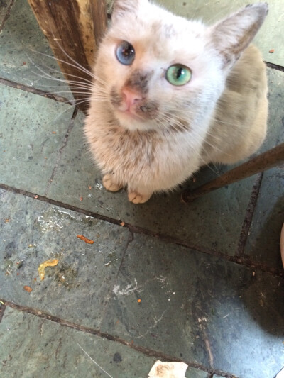 随手拍流浪猫