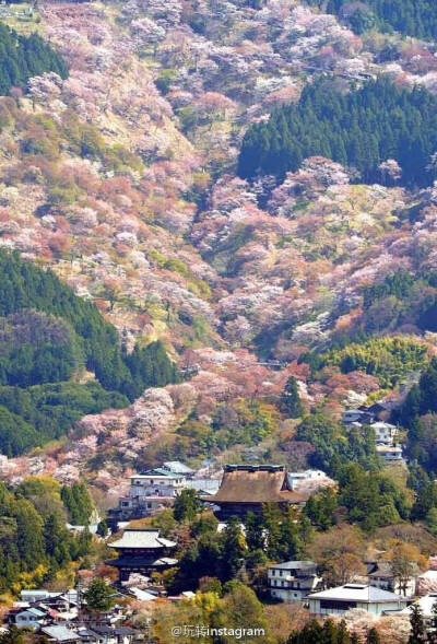 被三万棵樱花树覆盖的日本奈良县樱花盛开时的景色 好美 ~