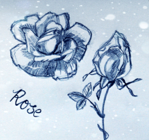 玫瑰素描