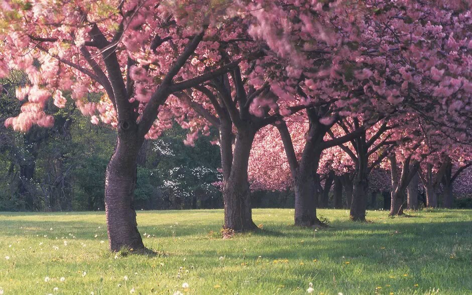 樱花树