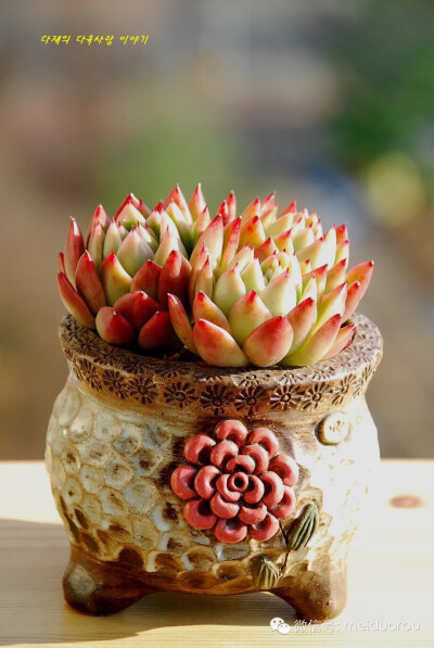 ❤多肉，❤生活