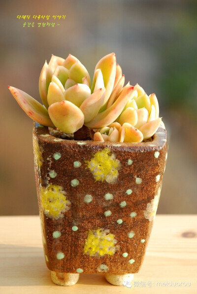 ❤多肉，❤生活