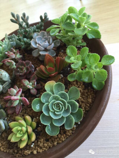 ❤多肉，❤生活