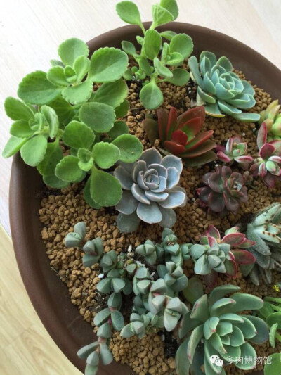 ❤多肉，❤生活