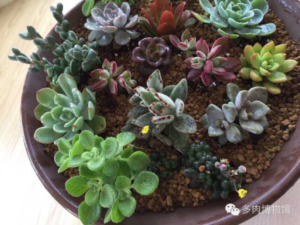 ❤多肉，❤生活