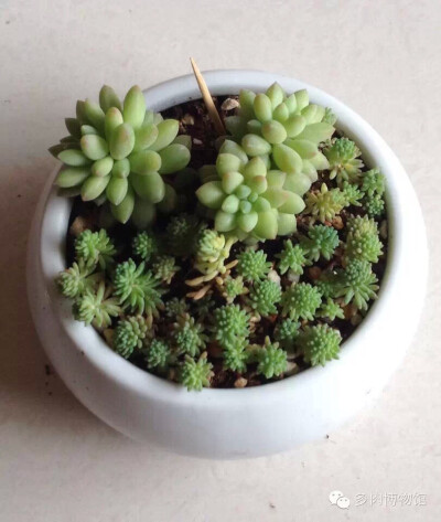 ❤多肉，❤生活