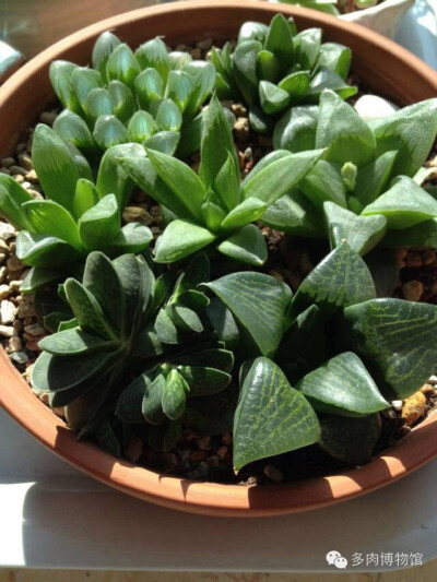 ❤多肉，❤生活