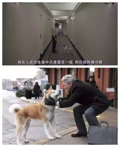 忠犬八公