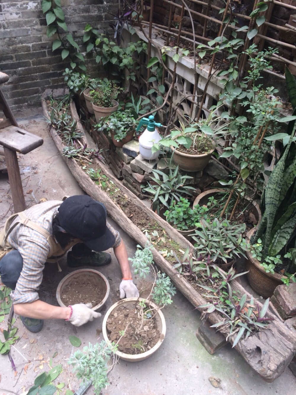 “牧男咖啡馆”二楼阳台植物区，聚会篝火最好的地方，小飞在栽种芙蓉。 地址：广州市海珠区小洲村东庆大街7号。 微博：牧男咖啡馆