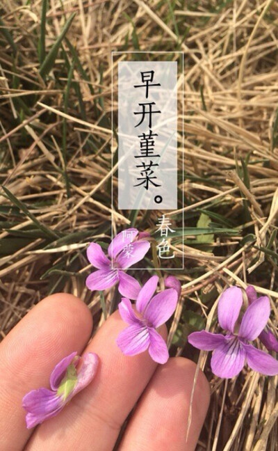 草木染