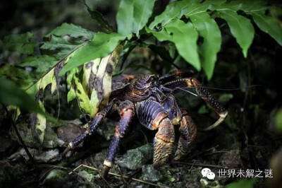 世界上最大的陆生节肢动物、体格巨大、长相奇异的椰子蟹（Robber Crab）是一种与众不同的寄居蟹，它是爬树高手，尤其善于攀爬笔直的椰子树，因它们可以用强壮的双螯剥开坚硬的椰子壳，以吃其中的椰子果肉而得名。