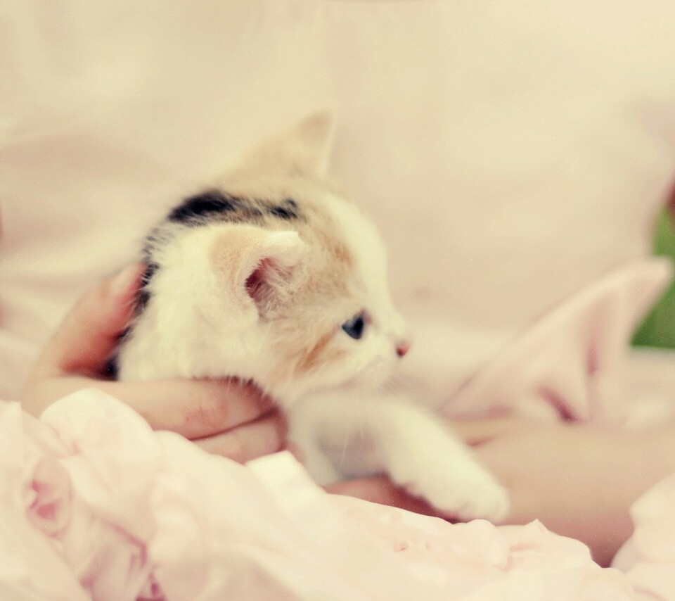 【网络收藏】萌 猫 可爱