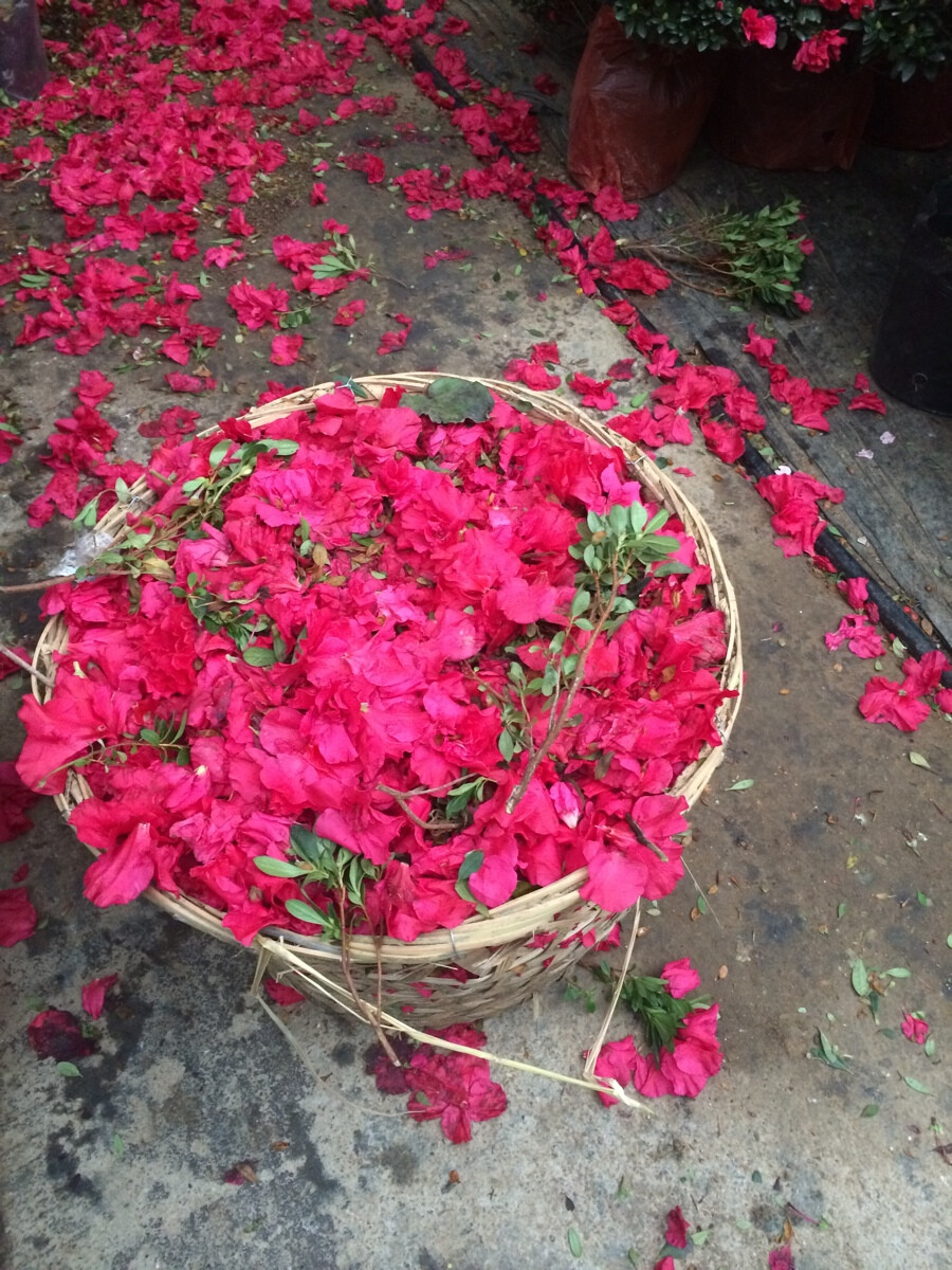 花圃里落了满地的花瓣