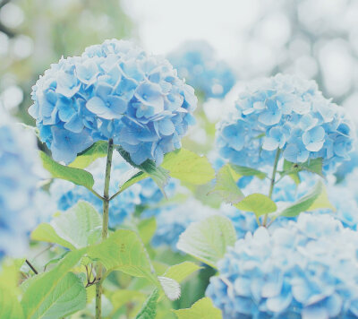 紫阳花