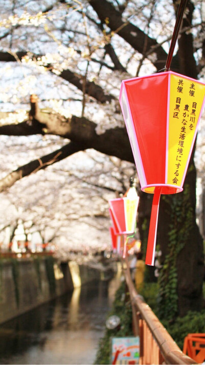 東京中目黑沿河煙花