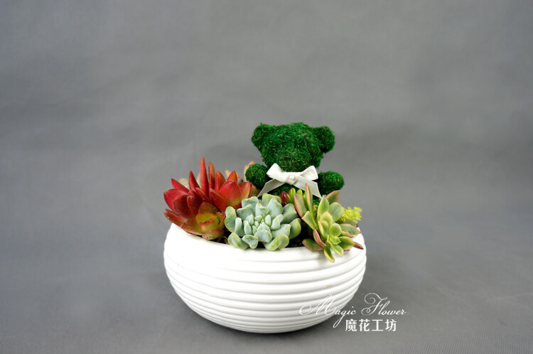 多肉和苔藓小熊都是天生的萌物，早就应该在一起哈哈~http://mfstudio.taobao.com/