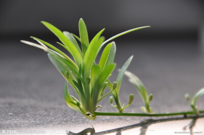 吊兰，又名钓兰，折鹤兰，原产南非，是百合科吊兰属的多年生草本植物，肉质根贮水组织发达，对各种土壤的适应能力强，栽培容易。吊兰叶腋中抽生出的匍匐茎，长可尺许，既刚且柔；茎顶端簇生的叶片，由盆沿向外下垂，…