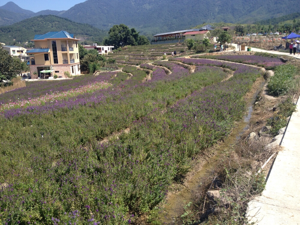 薰衣草花田 福州 白沙镇 孔元村