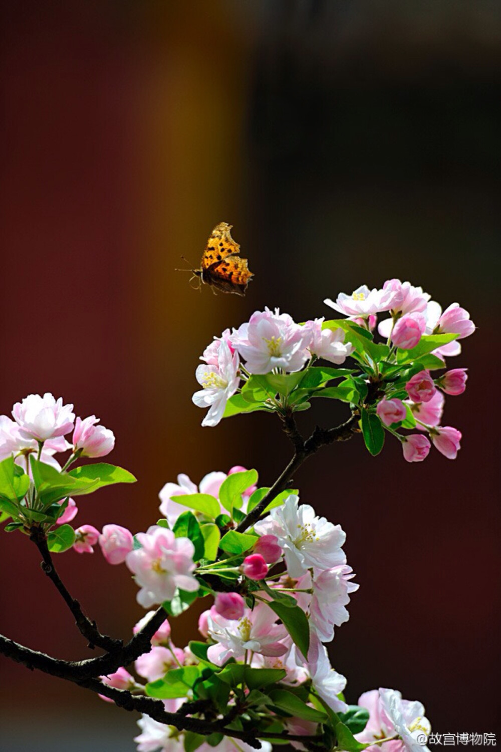 西府海棠 蝶戀花