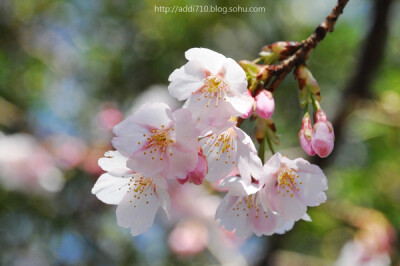 东京樱花【来自博客】