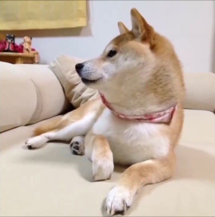 doge 神烦狗