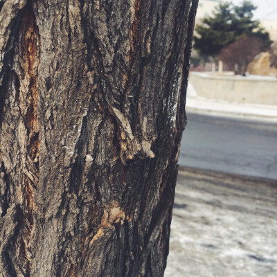 原图作者vessie/枯木