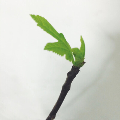 原图作者vessie/新芽