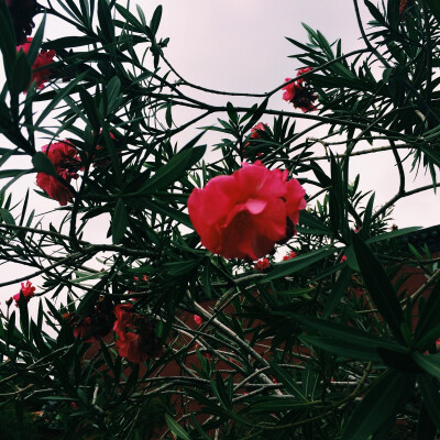 原作者vessie/故宫与花