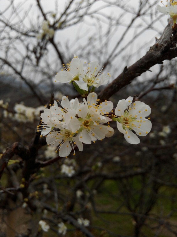 花开枝头