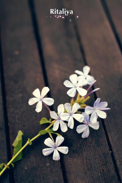 一枝花