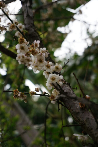 香雪梅花