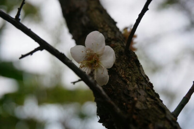 香雪梅花