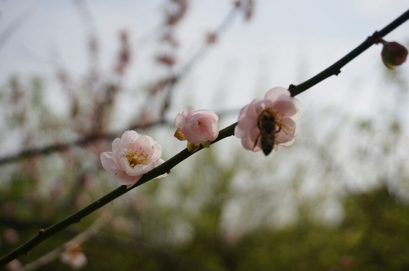 香雪梅花