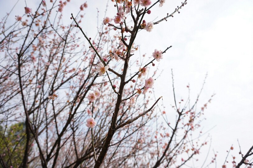 香雪梅花