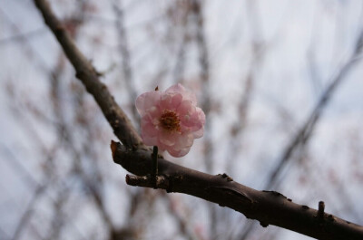 香雪梅花